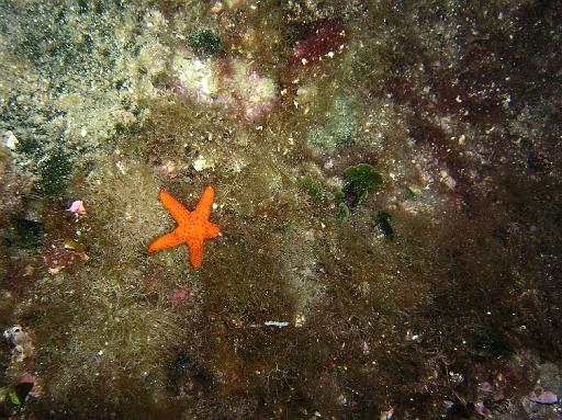 Échino Étoile de mer rouge juvénile.JPG